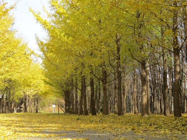 画像 001.ca11.jpg