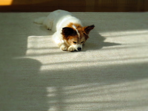 画像 001.ca3.jpg