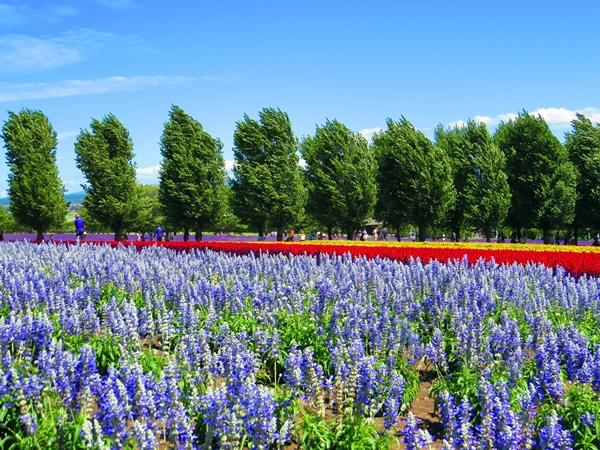 画像 002.furano.jpg