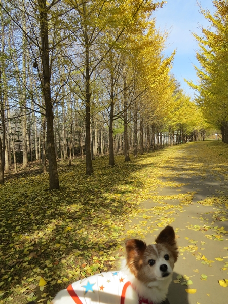 画像 003.ca11.jpg