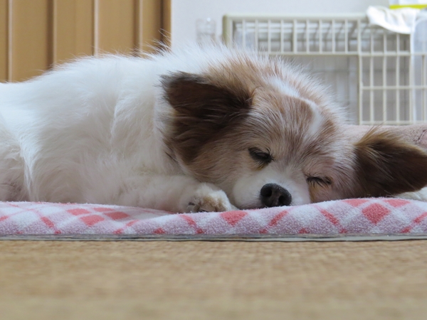 画像 003.ca13.jpg