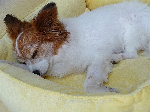画像 003.pana25.jpg