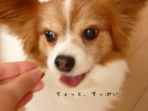 画像 005.pana11.jpg