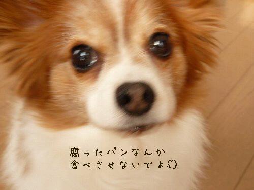 画像 007.pana11.jpg