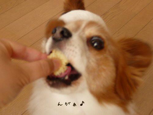 画像 008.pana11.jpg