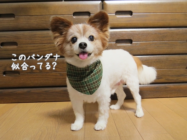 画像 009.ban1.jpg