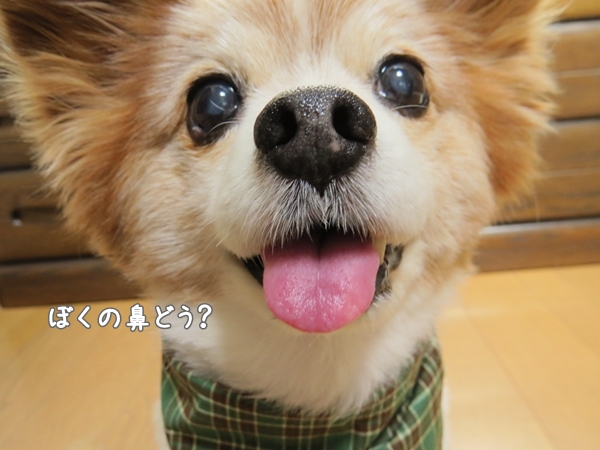 画像 010.ban2.jpg