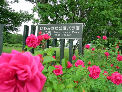 画像 010.bara.jpg