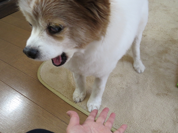 画像 010.ca13.jpg