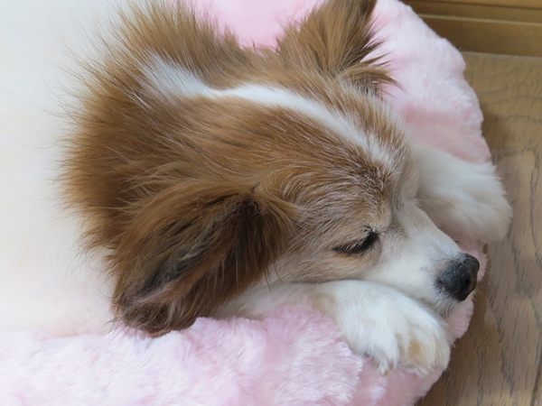 画像 010.ca8.jpg