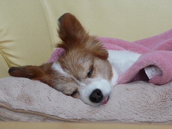 画像 010.pana24.jpg
