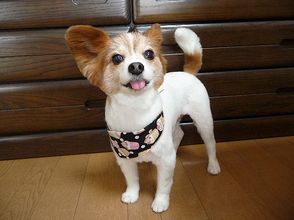 画像 010.pana25.jpg