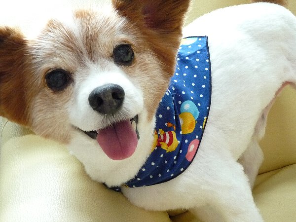 画像 010.pana27.jpg