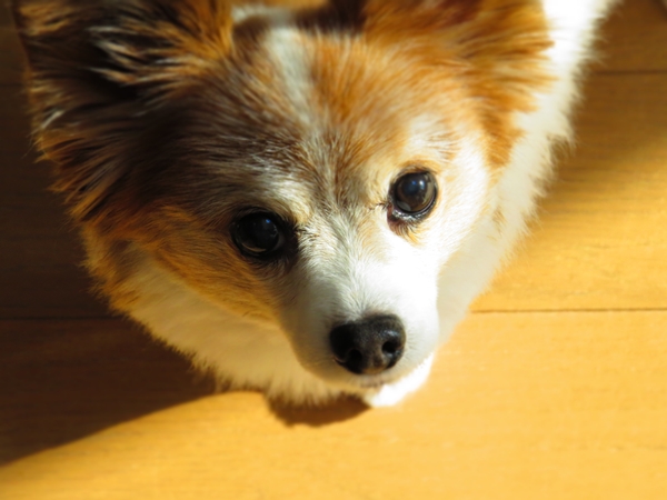 画像 011.ca4.jpg