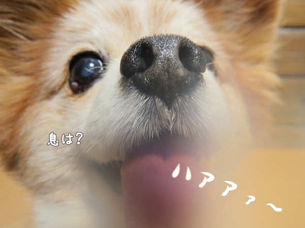 画像 012.ban4.jpg