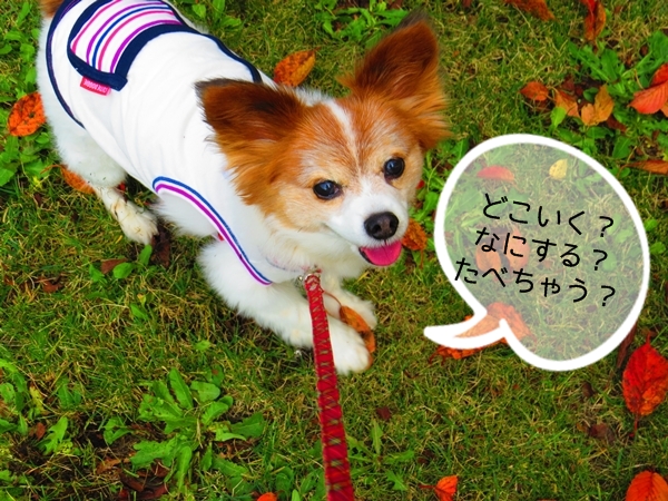 画像 012.ca3.jpg