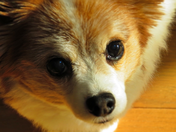 画像 012.ca4.jpg