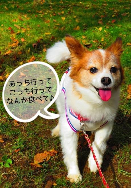 画像 013.ca3.jpg