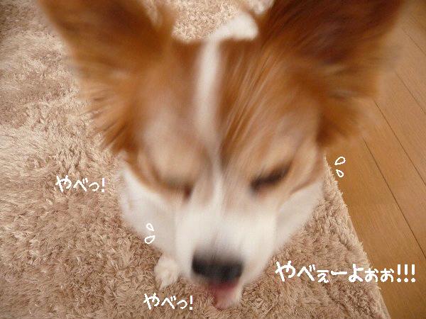 画像 013.pana17.jpg