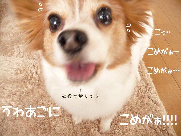 画像 014.pana17.jpg
