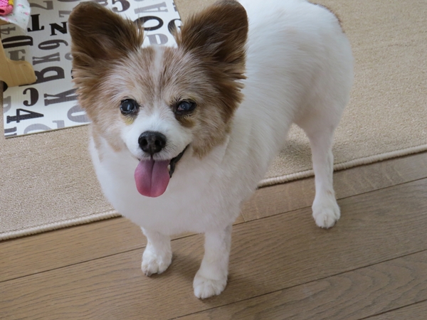 画像 015.ca13.jpg