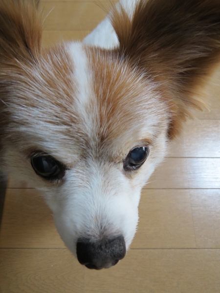 画像 017.ca5.jpg