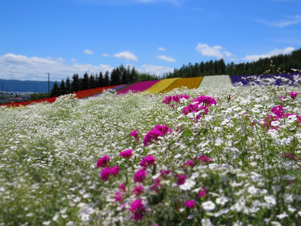 画像 017.furano.jpg