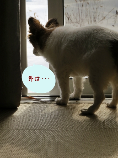 画像 018.ca12.jpg