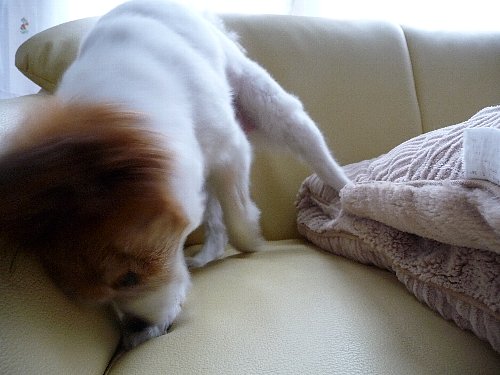 画像 018.pana.21.jpg