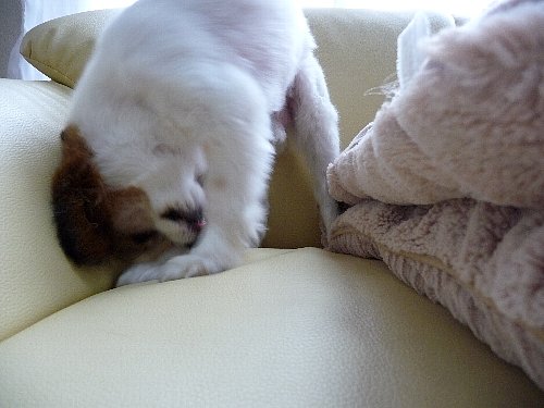 画像 019.pana.21.jpg