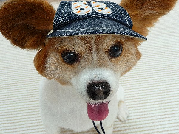 画像 019.pana26.jpg