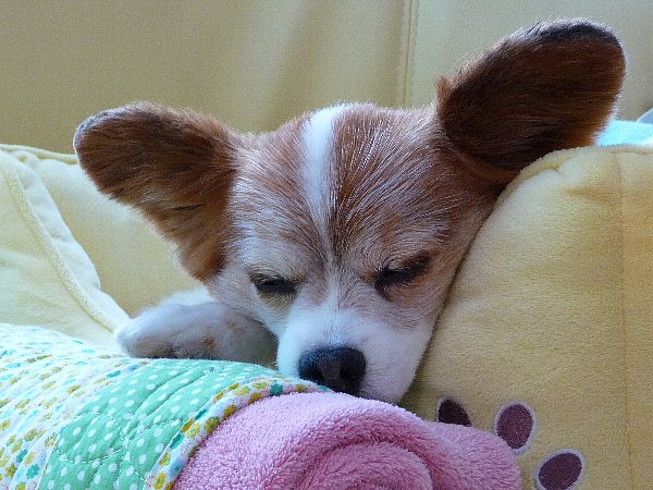 画像 024.pana26.jpg