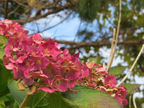 画像 025.ca3ex.jpg