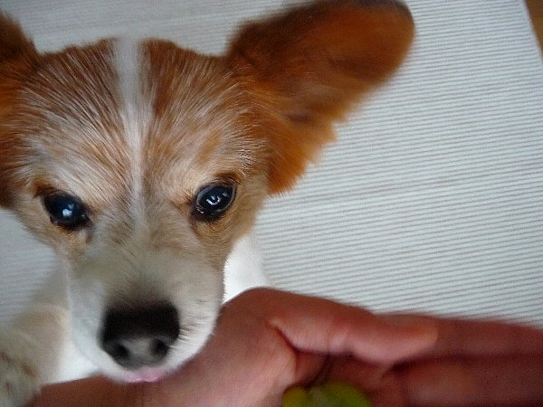 画像 025.pana26.jpg