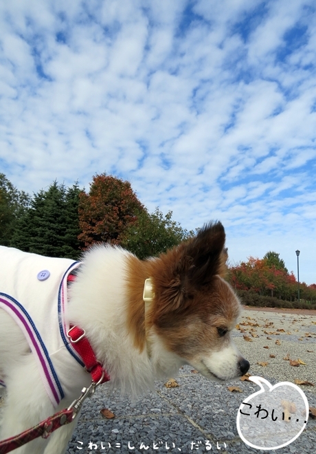 画像 026.ca3.jpg