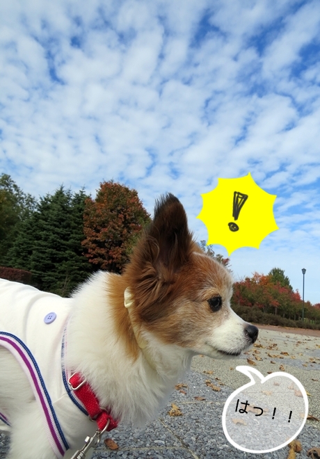 画像 027.ca3.jpg