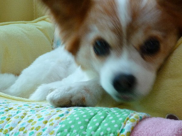 画像 027.pana26.jpg
