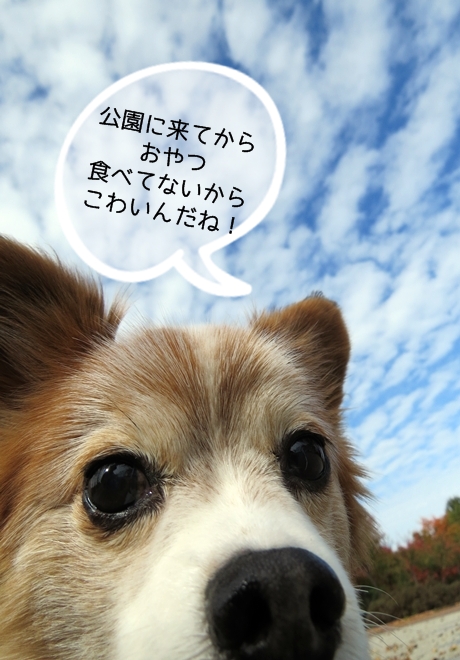 画像 028.ca3.jpg
