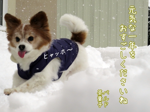 画像 028.ca4.jpg
