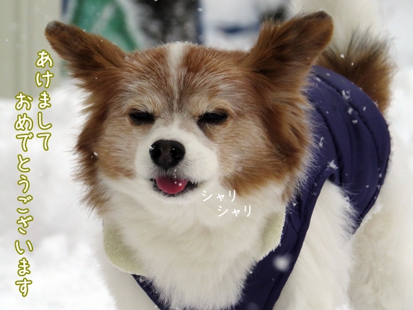 画像 029.ca4.jpg