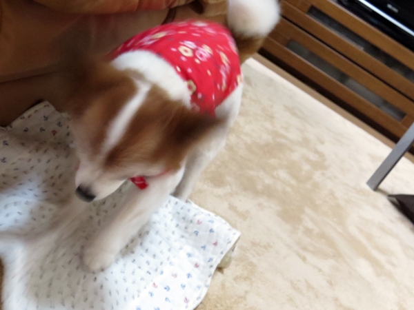 画像 029.ca5.jpg