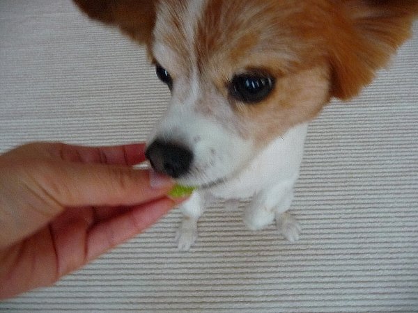 画像 029.pana26.jpg