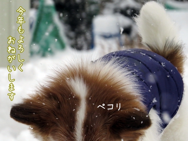 画像 030.ca4.jpg