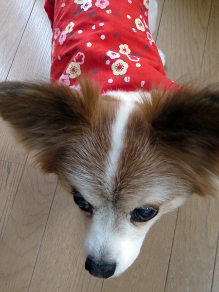 画像 031.ca5.jpg