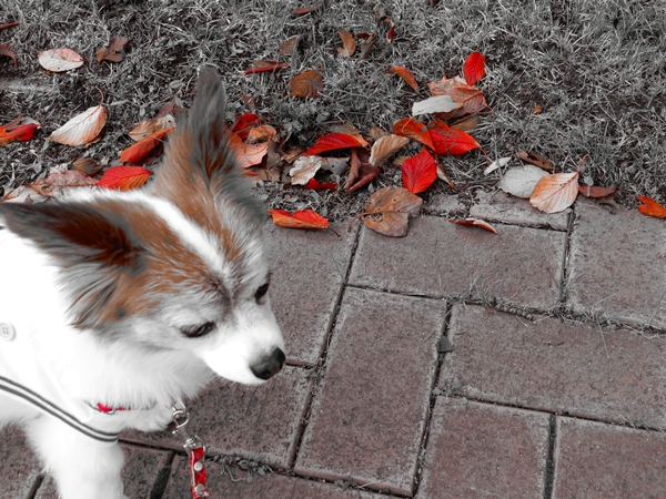 画像 032.ca3.jpg