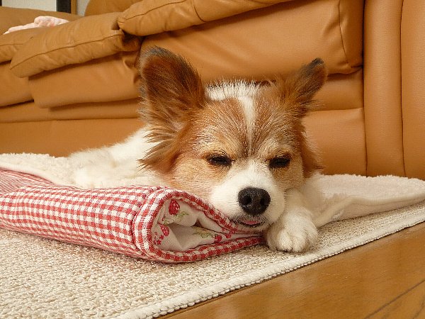 画像 032.pana28.jpg