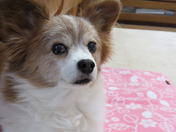 画像 034.ca12.jpg