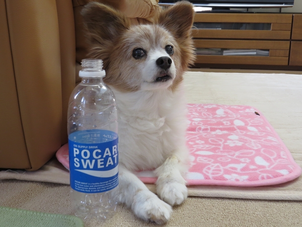 画像 035.ca12.jpg