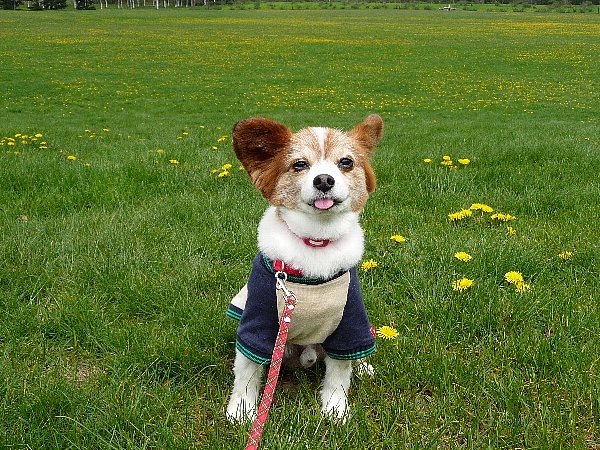 画像 035.pana26.jpg