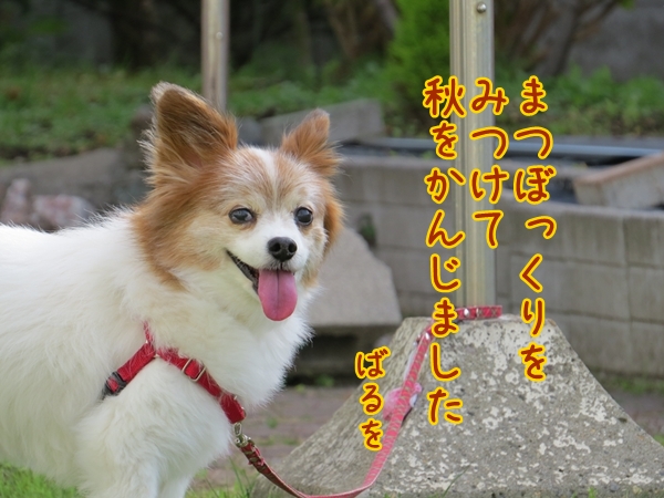 画像 036.ca10.jpg